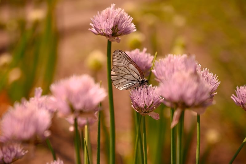 Butterfly Effect Adventures